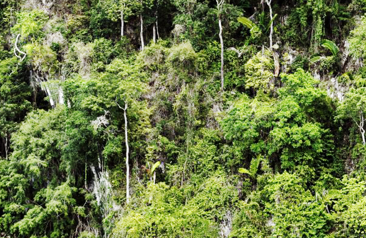 Lush greenery of Peninsular Malaysia forest